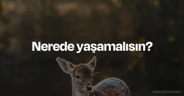 Nerede yaşamalısın? testi